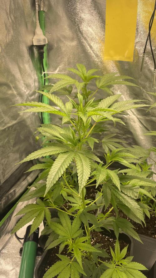 Viparspectra xs1500 pro @ Bruce Banner 3. Week 2 - 600mol 
