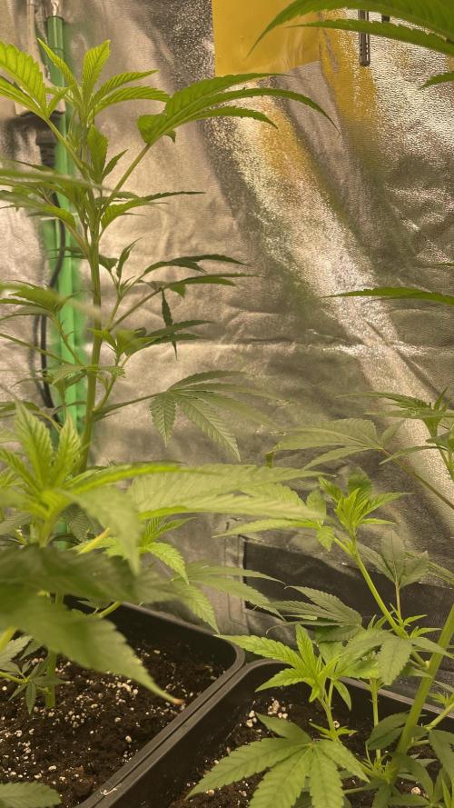 Viparspectra xs1500 pro @ Bruce Banner 3. Week 2