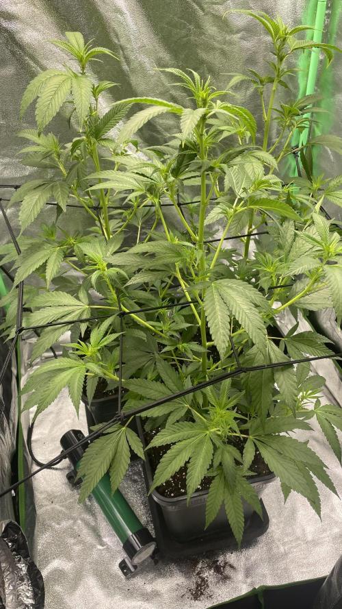 Viparspectra xs1500 pro @ Bruce Banner 3. Week 3