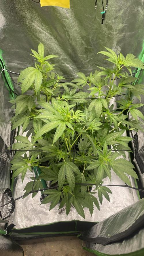 Viparspectra xs1500 pro @ Bruce Banner 3. Week 3