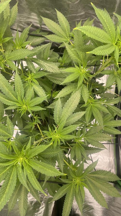 Viparspectra xs1500 pro @ Bruce Banner 3. Week 3