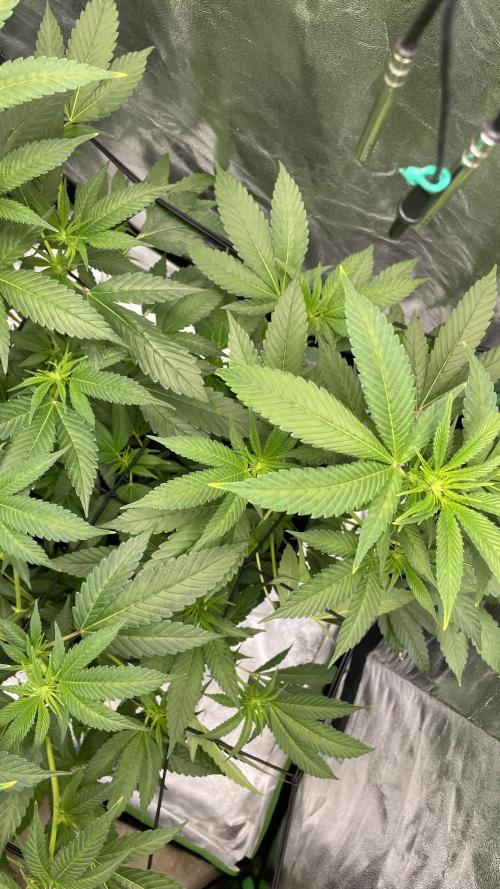 Viparspectra xs1500 pro @ Bruce Banner 3. Week 3