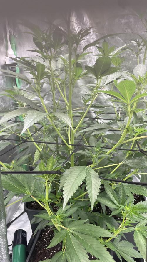 Viparspectra xs1500 pro @ Bruce Banner 3. Week 3