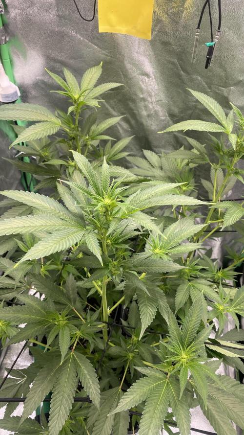 Viparspectra xs1500 pro @ Bruce Banner 3. Week 3