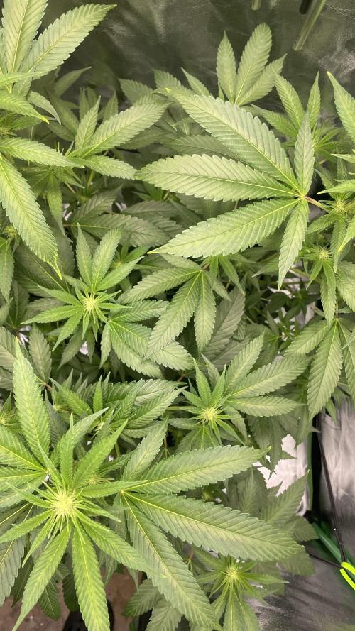 Viparspectra xs1500 pro @ Bruce Banner 3. Week 4