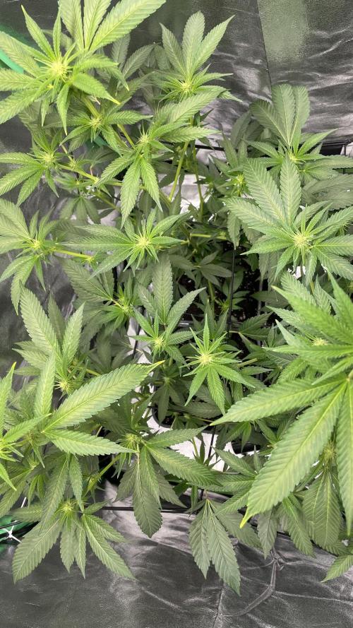 Viparspectra xs1500 pro @ Bruce Banner 3. Week 4