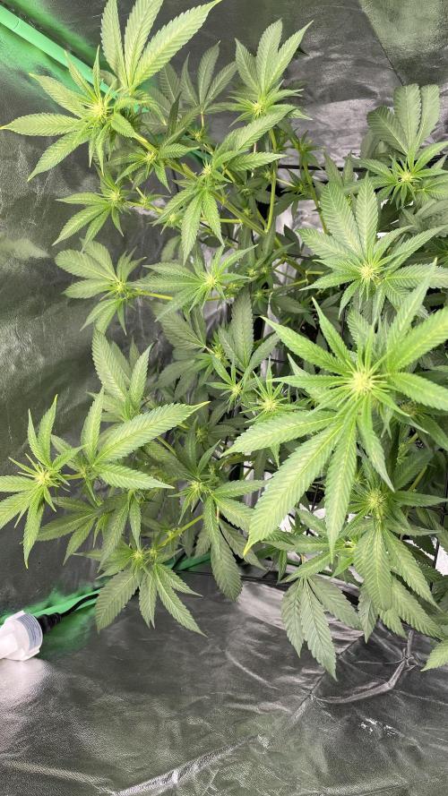 Viparspectra xs1500 pro @ Bruce Banner 3. Week 4