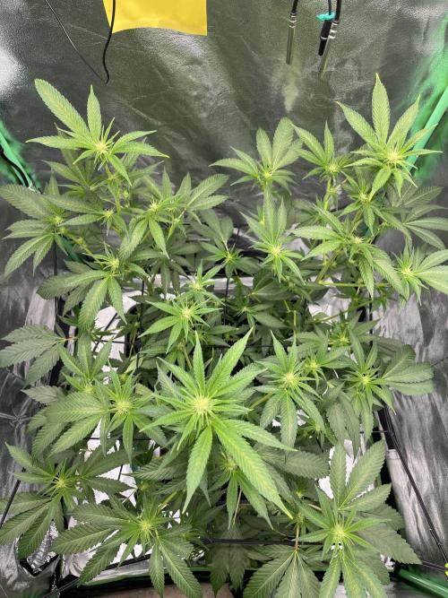 Viparspectra xs1500 pro @ Bruce Banner 3. Week 5