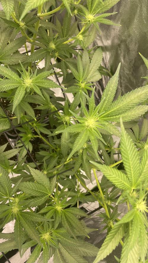 Viparspectra xs1500 pro @ Bruce Banner 3. Week 6