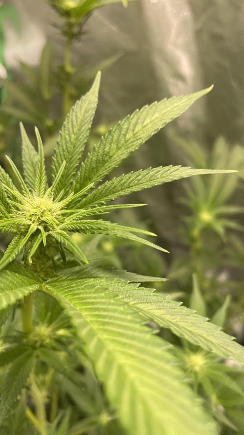 Viparspectra xs1500 pro @ Bruce Banner 3. Week 6