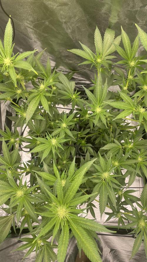 Viparspectra xs1500 pro @ Bruce Banner 3. Week 6