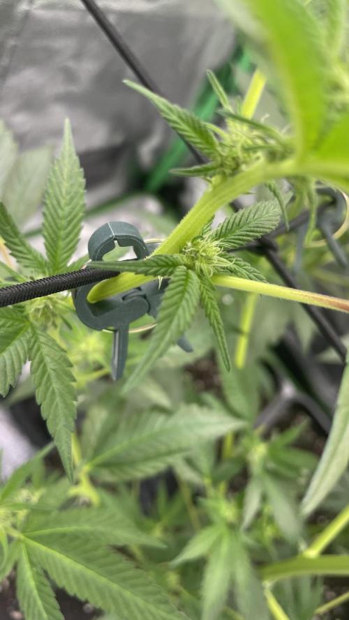 Viparspectra xs1500 pro @ Bruce Banner 3. Week 6