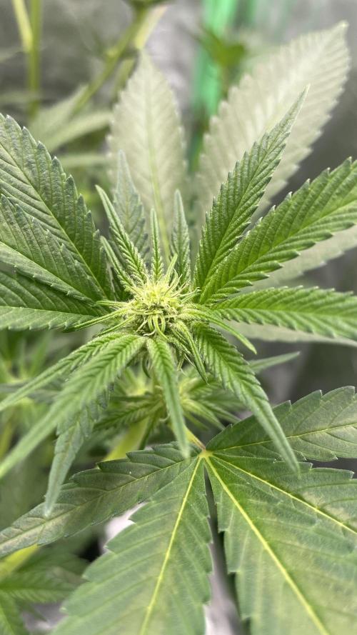 Viparspectra xs1500 pro @ Bruce Banner 3. Week 6