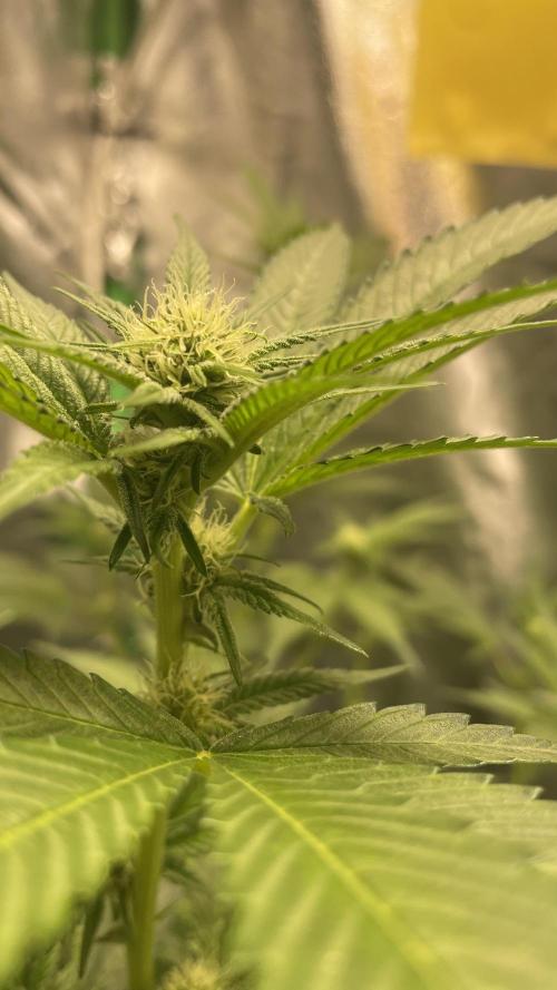 Viparspectra xs1500 pro @ Bruce Banner 3. Week 7