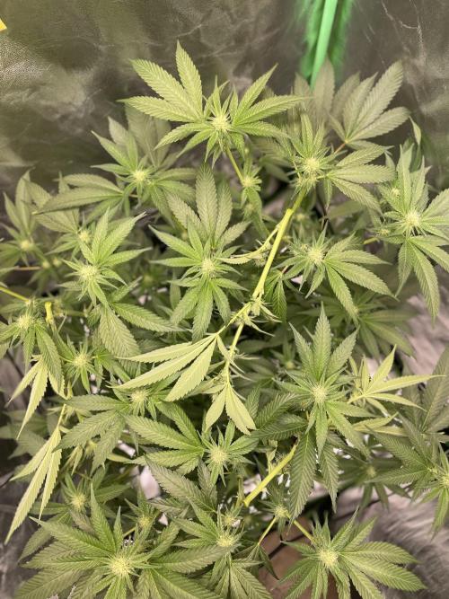 Viparspectra xs1500 pro @ Bruce Banner 3. Week 7