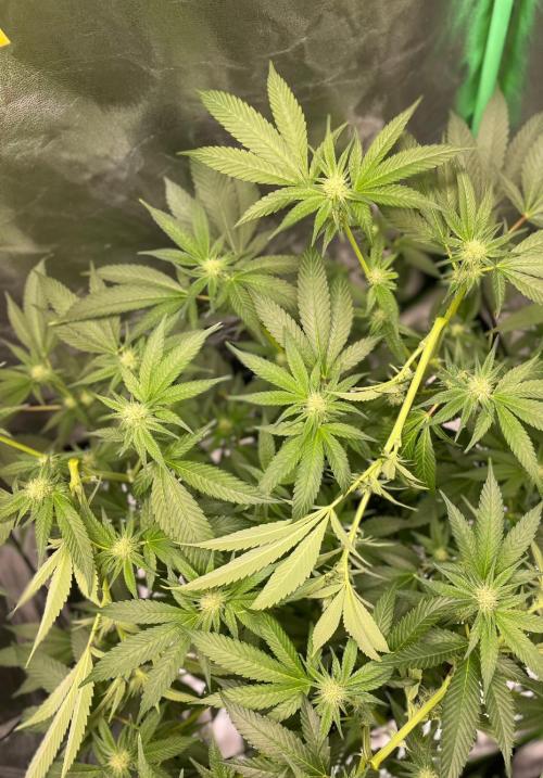 Viparspectra xs1500 pro @ Bruce Banner 3. Week 7