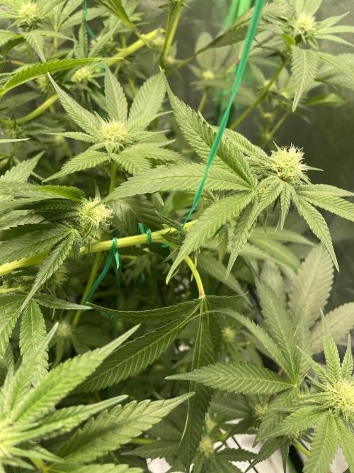 Viparspectra xs1500 pro @ Bruce Banner 3. Week 7