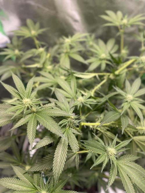 Viparspectra xs1500 pro @ Bruce Banner 3. Week 7