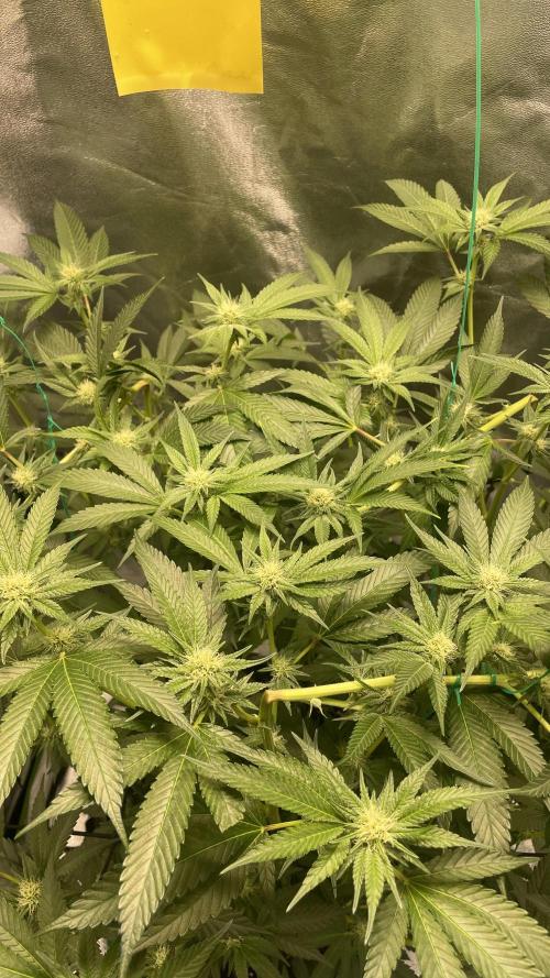 Viparspectra xs1500 pro @ Bruce Banner 3. Week 7