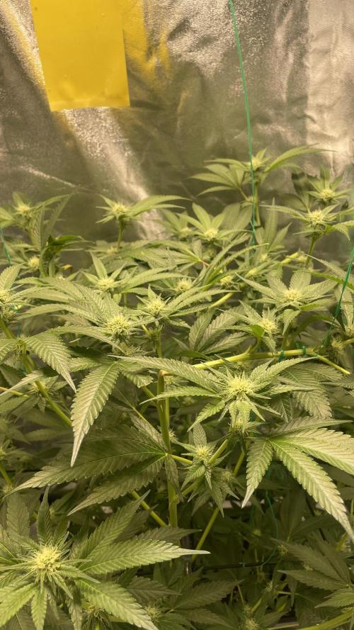 Viparspectra xs1500 pro @ Bruce Banner 3. Week 7