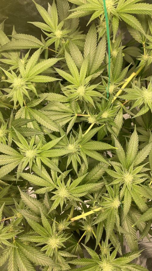 Viparspectra xs1500 pro @ Bruce Banner 3. Week 7