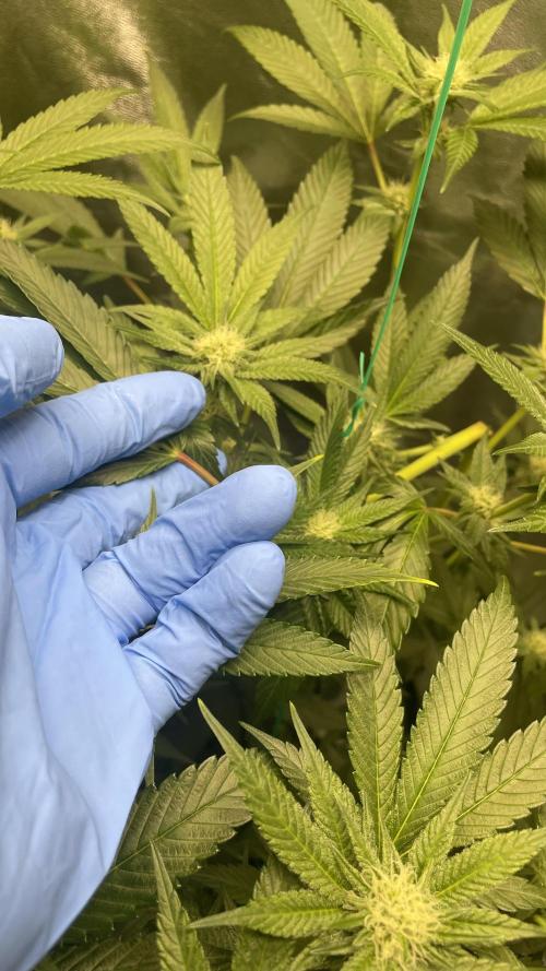 Viparspectra xs1500 pro @ Bruce Banner 3. Week 7