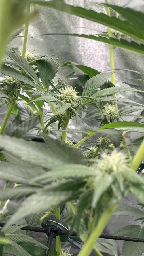 Viparspectra xs1500 pro @ Bruce Banner 3. Week 7