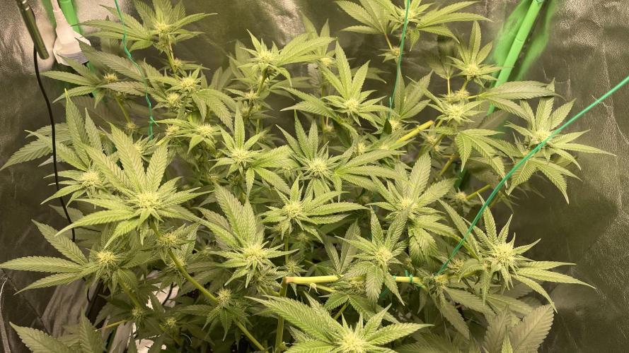 Viparspectra xs1500 pro @ Bruce Banner 3. Week 7