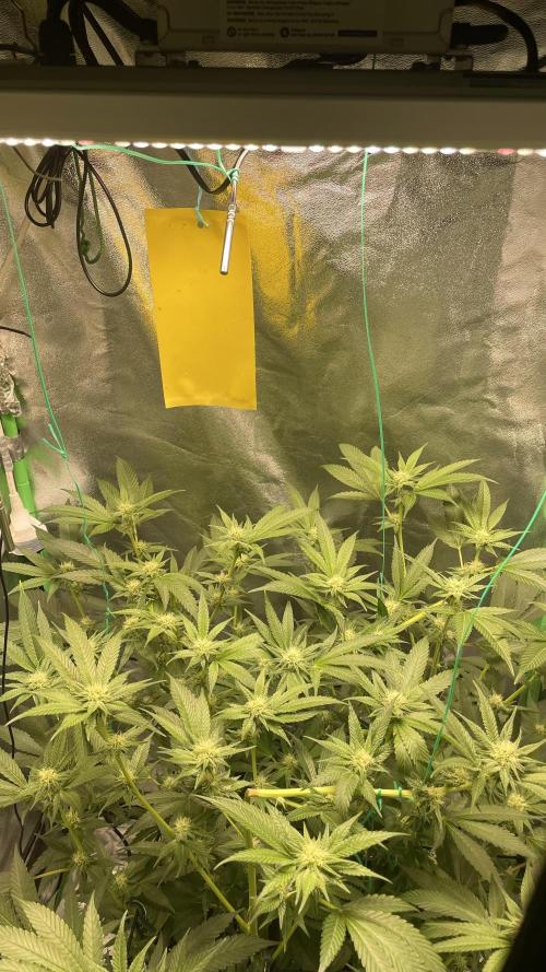 Viparspectra xs1500 pro @ Bruce Banner 3. Week 7