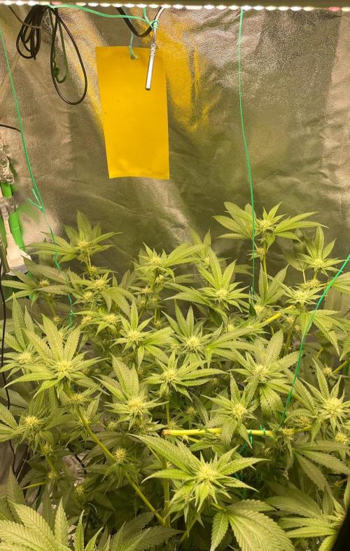 Viparspectra xs1500 pro @ Bruce Banner 3. Week 7