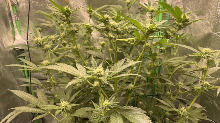 Viparspectra xs1500 pro @ Bruce Banner 3. Week 7