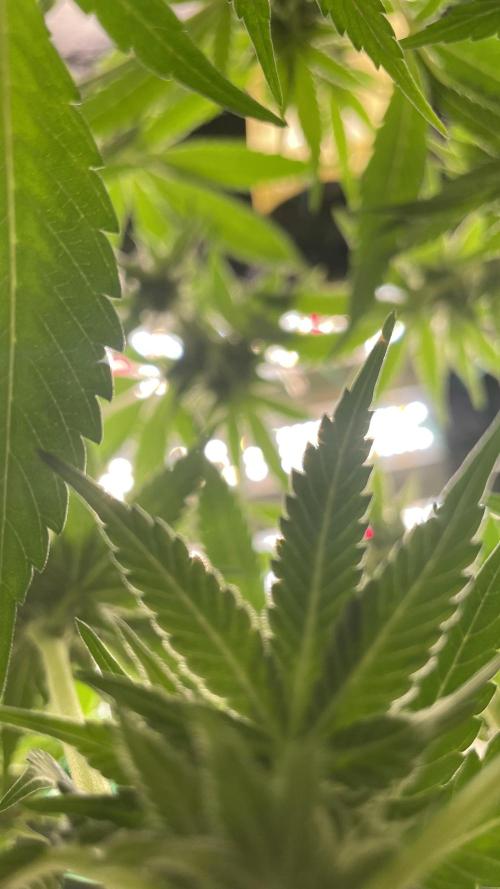 Viparspectra xs1500 pro @ Bruce Banner 3. Week 5