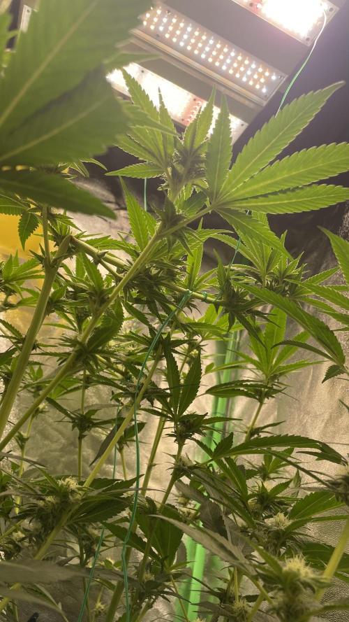 Viparspectra xs1500 pro @ Bruce Banner 3. Week 5