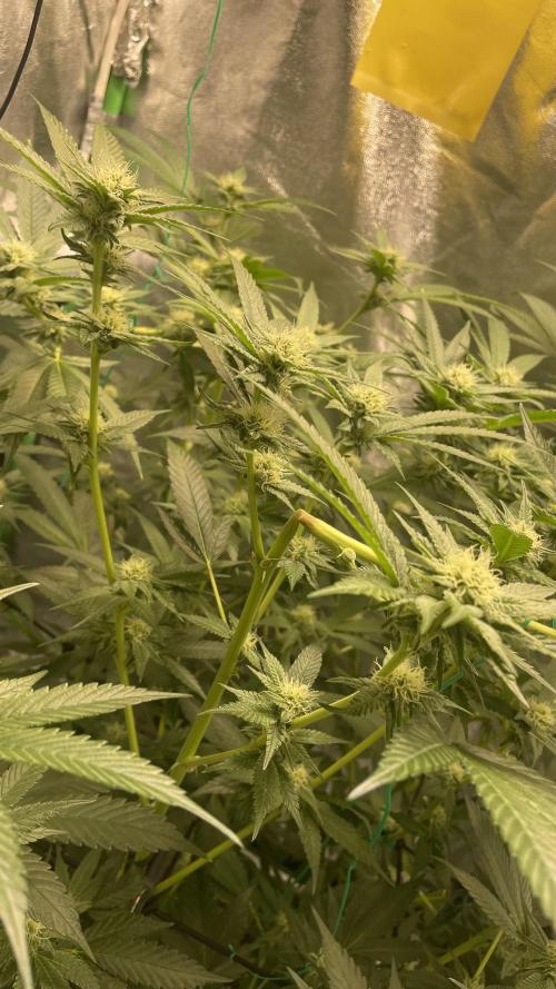 Viparspectra xs1500 pro @ Bruce Banner 3. Week 8