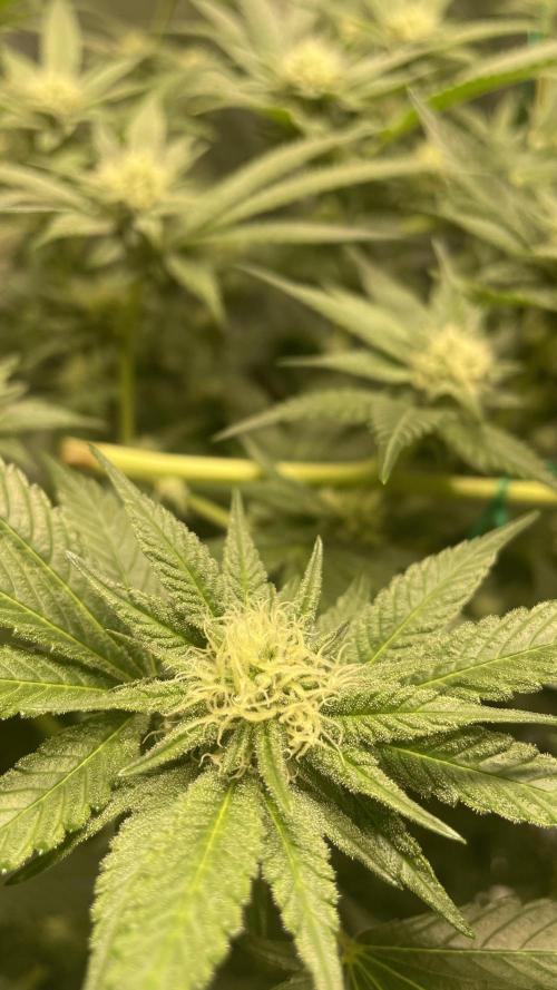 Viparspectra xs1500 pro @ Bruce Banner 3. Week 8