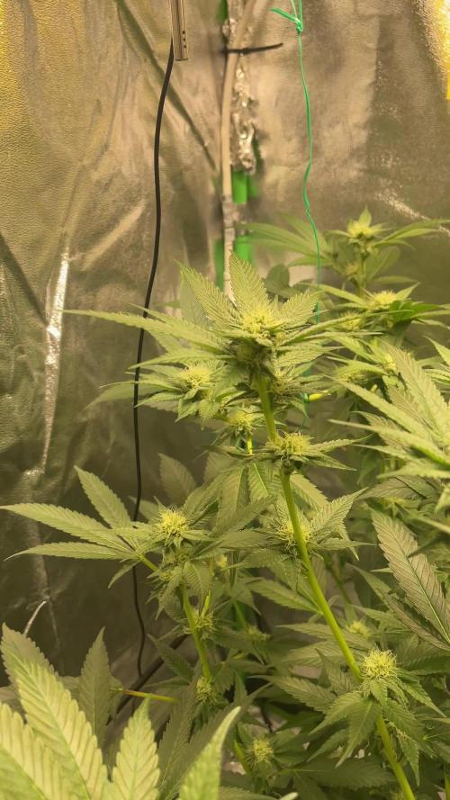 Viparspectra xs1500 pro @ Bruce Banner 3