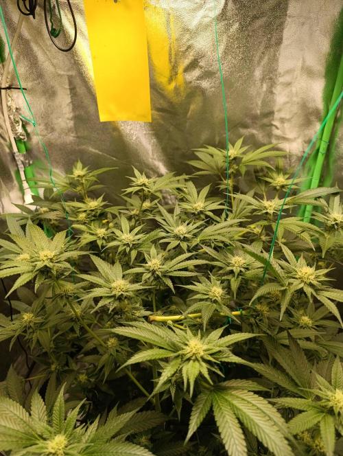 Viparspectra xs1500 pro @ Bruce Banner 3. Week 8