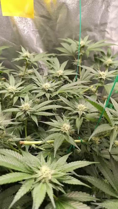 Viparspectra xs1500 pro @ Bruce Banner 3