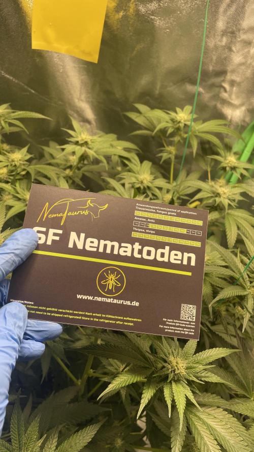 Viparspectra xs1500 pro @ Bruce Banner 3. Week 9