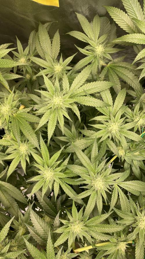 Viparspectra xs1500 pro @ Bruce Banner 3. Week 9