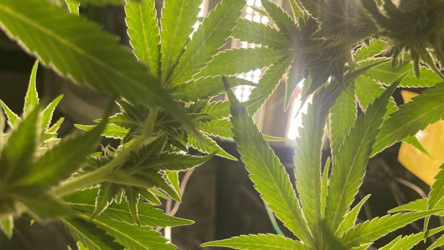 Viparspectra xs1500 pro @ Bruce Banner 3. Week 9