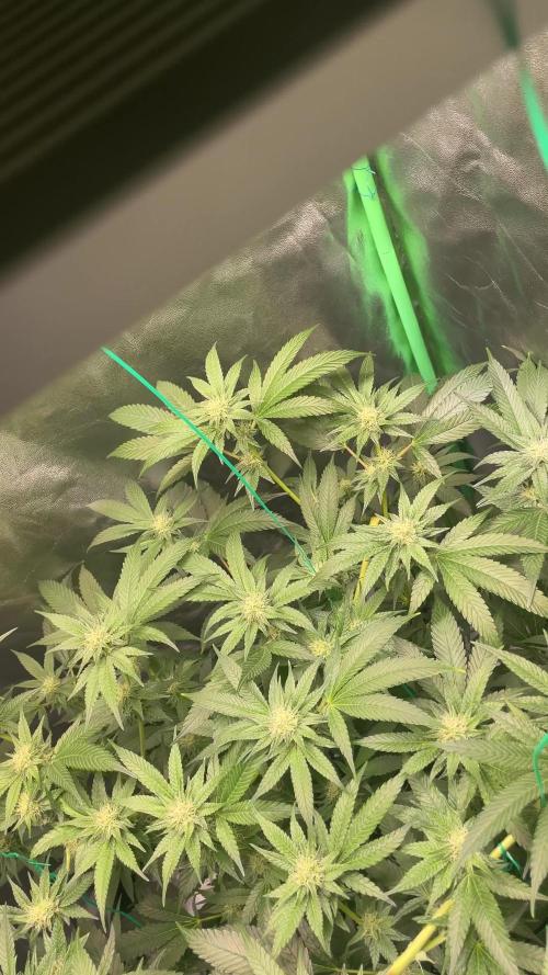 Viparspectra xs1500 pro @ Bruce Banner 3