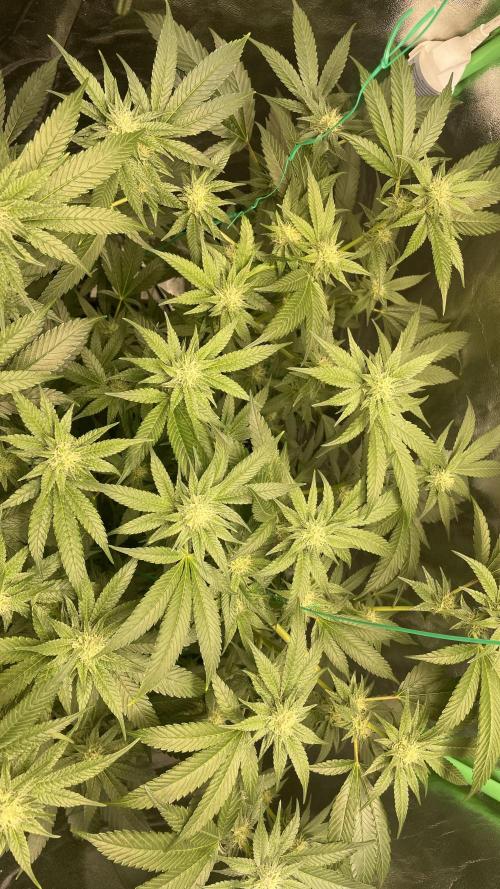 Viparspectra xs1500 pro @ Bruce Banner 3. Week 9