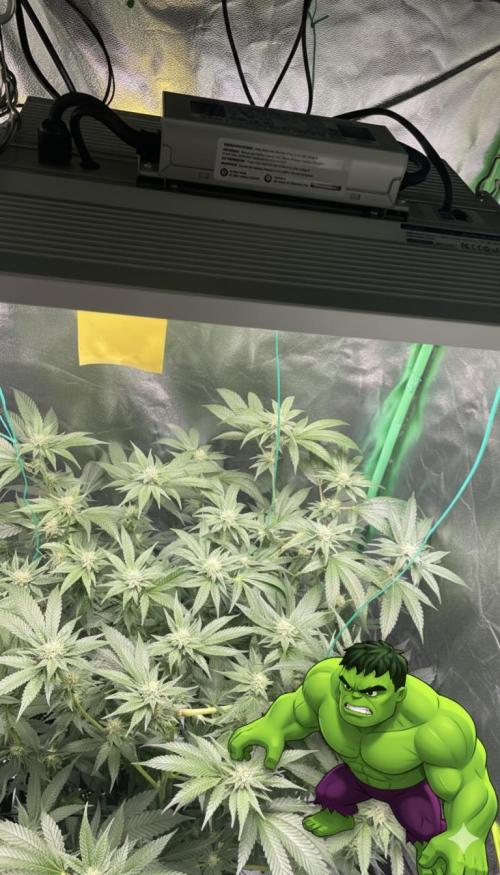 Viparspectra xs1500 pro @ Bruce Banner 3. Week 9