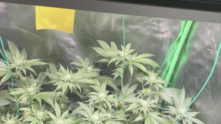 Viparspectra xs1500 pro @ Bruce Banner 3