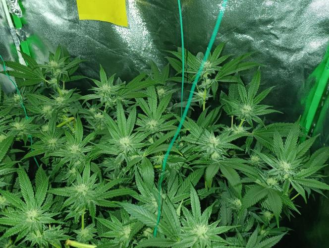 Viparspectra xs1500 pro @ Bruce Banner 3. Week 9 - Bruce Banner #3 at sleep 🥦🥦🙏