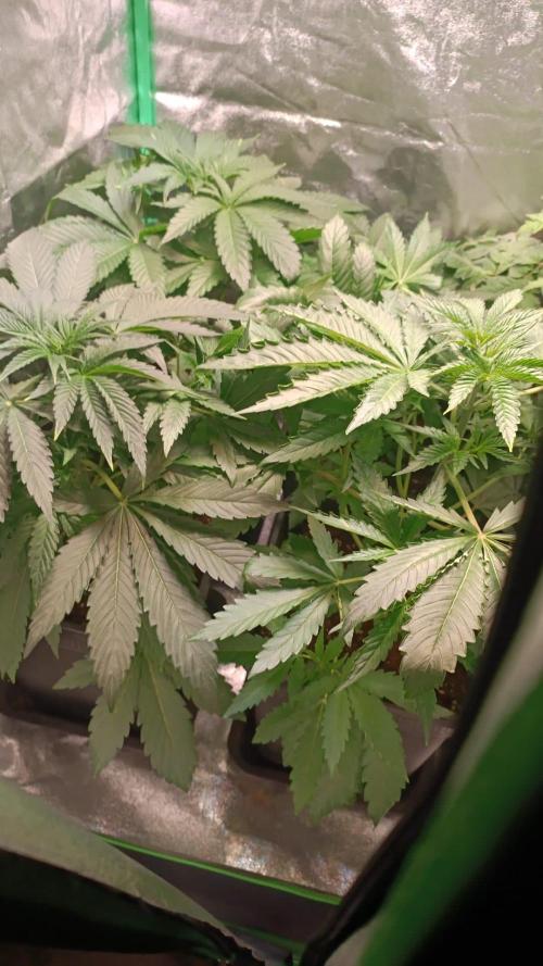 4x Original Oreoz x Greenception gcx4. Week 3