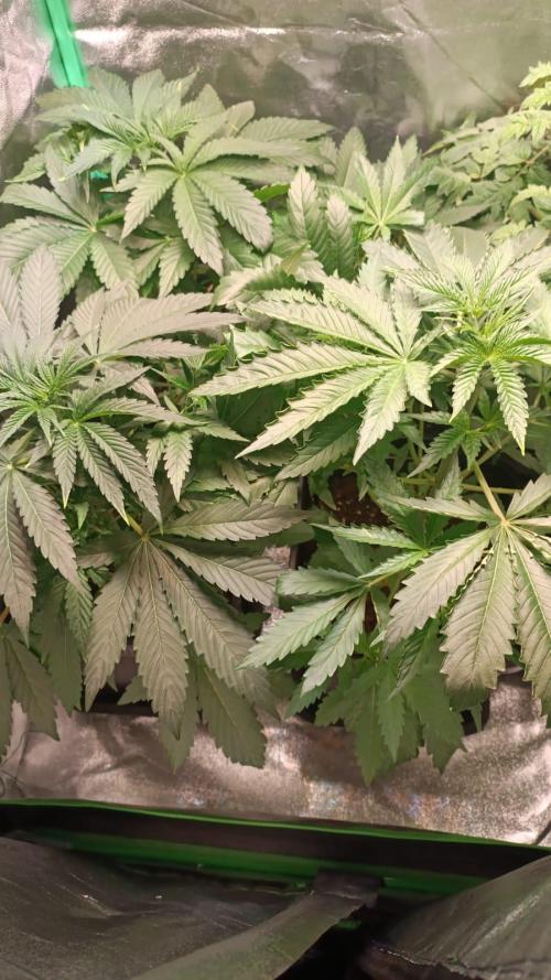 4x Original Oreoz x Greenception gcx4. Week 3