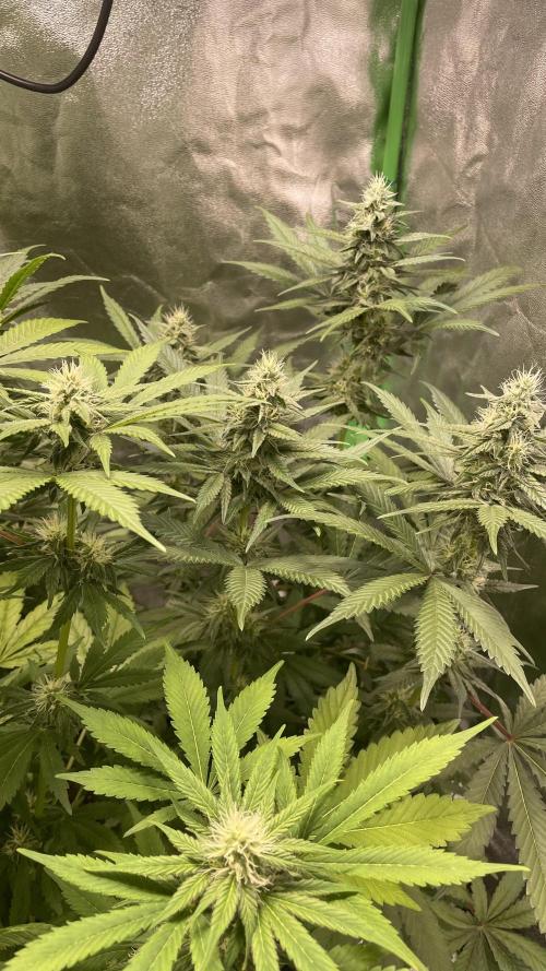 4x Original Oreoz x Greenception gcx4. Week 5