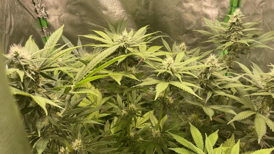 4x Original Oreoz x Greenception gcx4. Week 5